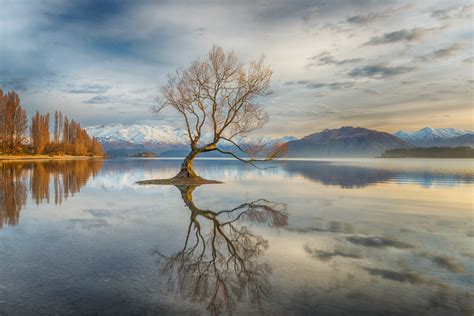 Wanaka Tree Growing In A Lake In Otago New Zealand Photograph By