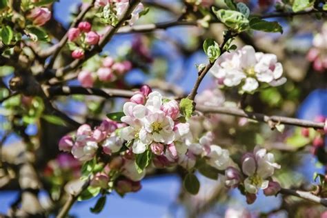How To Identify Apple Trees Hunker
