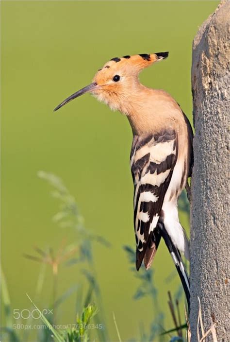 1000 Images About Hoopoe On Pinterest Madagascar Wild Birds And Kalay