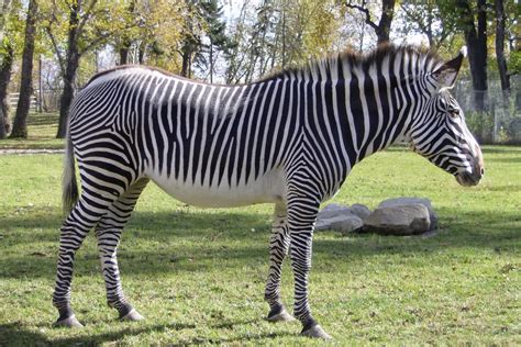 Grevy's zebras Animals | Facts & Interesting Pictures | All Wildlife