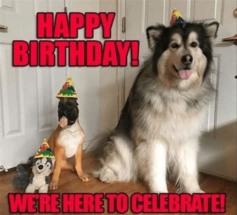 101 Happy Birthday Dog Memes Happy Birthday Were Here To Celebrate