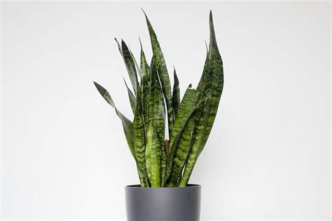 Cara Merawat Sansevieria agar Tumbuh Baik Memberi Sejuta Manfaat!