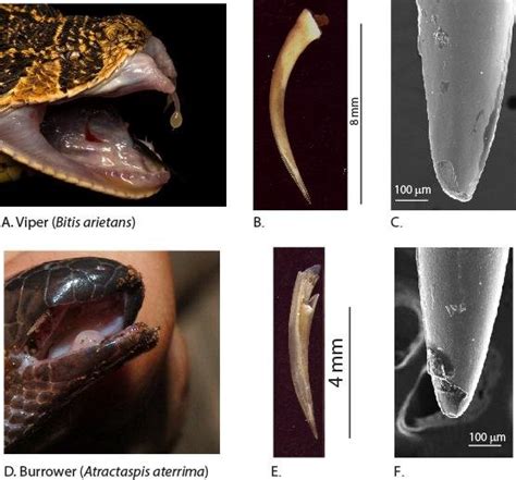 Images Of Viper Snake A Head And Mouth Parts Image ©tyrone Ping