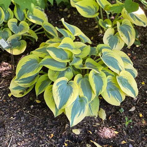 Hosta Autumn Frost Midwest Groundcovers Llc