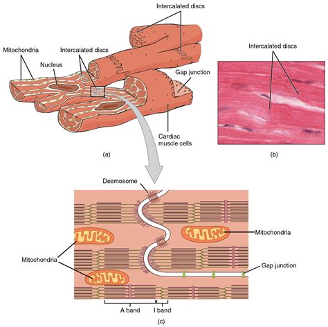 Although the regeneration of cardiac muscle cells was thought to be absent, studies have shown that these cells. 19.2 Cardiac Muscle and Electrical Activity - Anatomy ...