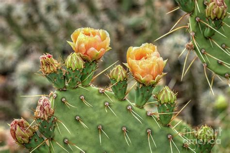 Prickly Pear Cactus Blooms In The Sonoran Desert Photograph By Kenneth
