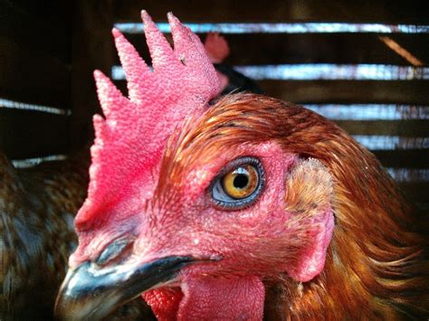 10 Facts You Didnt Already Know About Chickens Taste Inc