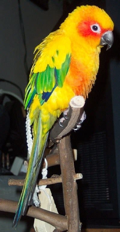 Stuff4Petz - Types of Conures: A Guide to 10 Popular ...