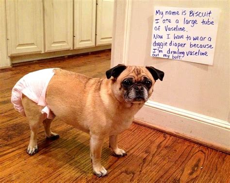 28 Very Naughty But Incredibly Funny Dogs