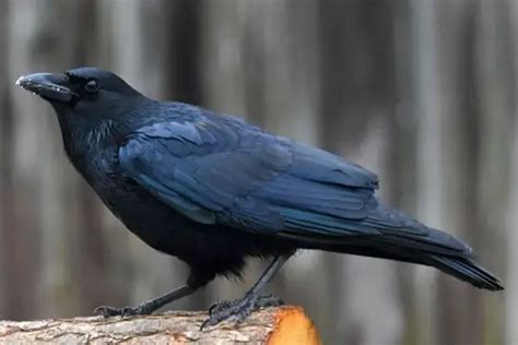 Crow Vs Blackbird Identification Differences Similarities