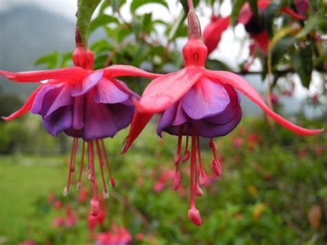 Vigna caracalla looks like one of those gimmicky plants you see in some plant catalogs, but these tropical vines live up to their otherworldly photos. Romantic Flowers: Exotic Flowers