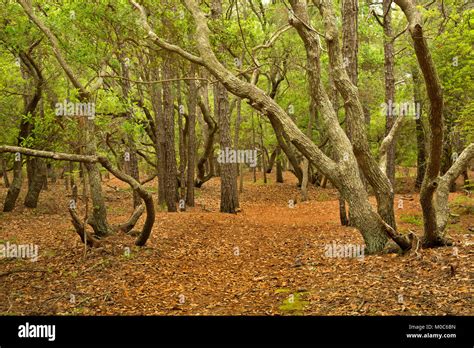 Currituck Outer Banks Hi Res Stock Photography And Images Alamy