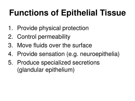 Epithelial Tissue Definition Types Functions Examples