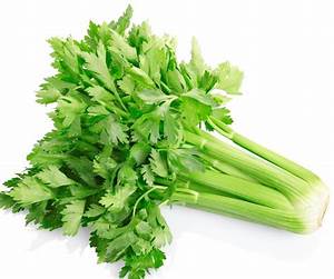 Diagram Of A Celery