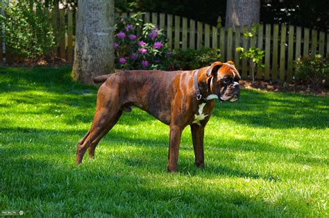 Stud Dog - 100% European brindle boxer - Breed Your Dog
