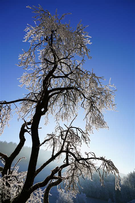 Free Images Tree Branch Snow Cold Winter Black And White Sky