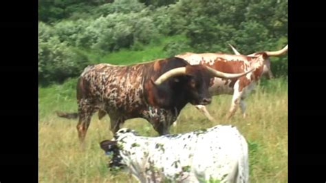 Drag Iron - The Longhorn Bull - YouTube