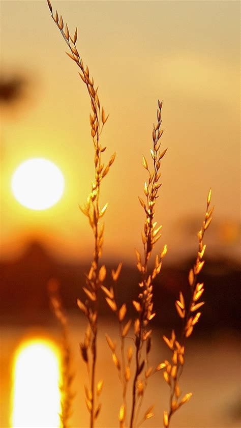 Sunset Plants Light Blur Background Iphone X 876543gs Wallpaper