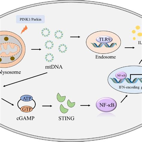 Pink Parkin Mediated Mitophagy Generates Mtdna To Activate Different