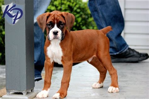 When walking your black russian. Axel - Boxer Puppies for Sale in PA | Keystone Puppies ...