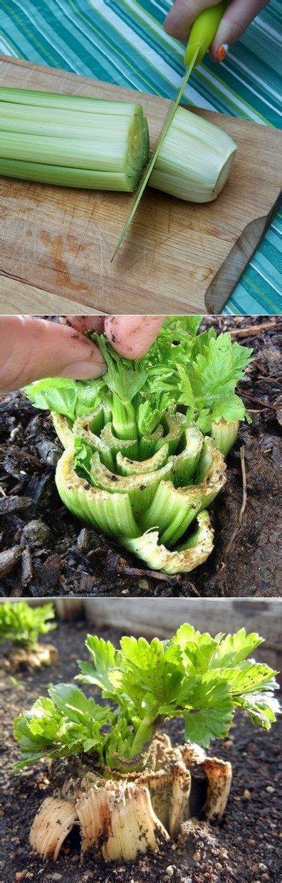 How To Grow Celery From Stalk Growing Celery Growing Vegetables