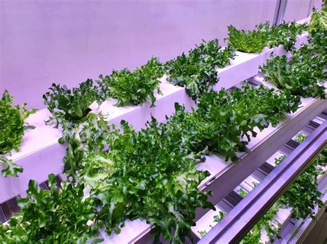 Fresh Vegetables Are Growing In Indoor Farmvertical Farm Stock Photo