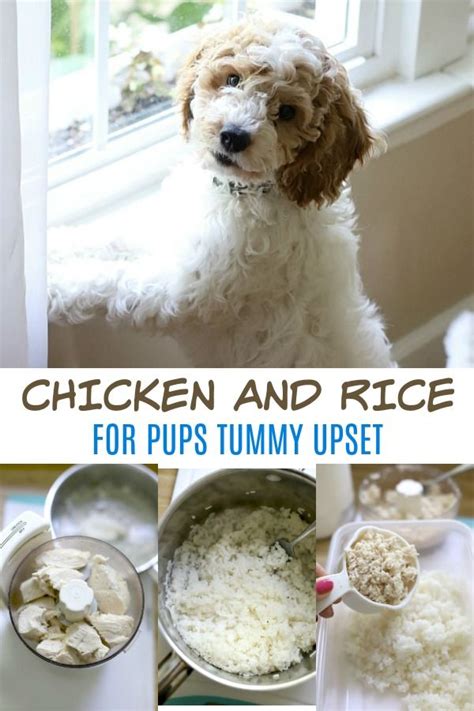 Wet cat food has higher moisture content than dry cat food, which can make it beneficial for cats who require more support for their urinary tract or kidneys. Chicken and Rice for Puppy | Chicken, rice recipe for dogs ...