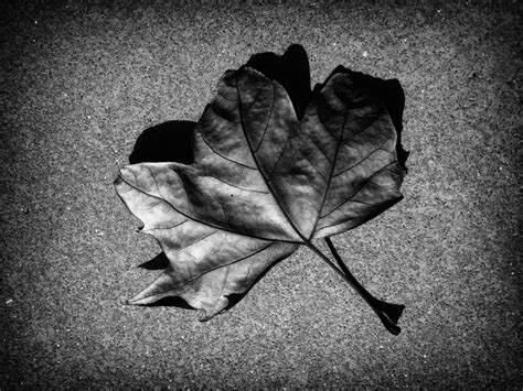 Autumn Leaf Black And White Wallpaper High Definition High Quality