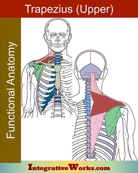 Trapezius Functional Anatomy Integrative Works In 2020 Anatomy