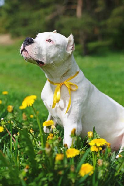 Dogo Argentino Stock Photos Pictures And Royalty Free Images Istock