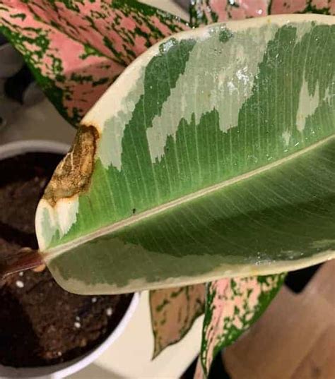 Brown Spots On Rubber Plant Causes And Treatment Garden For Indoor
