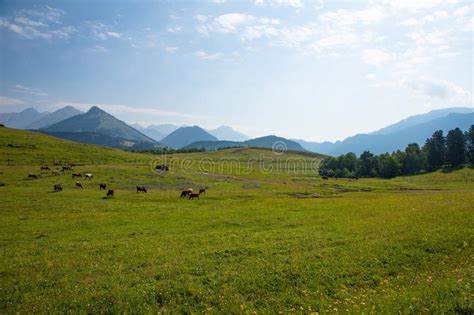 Cows Graze On Green Alpine Meadows High In The Mountains Stock Image
