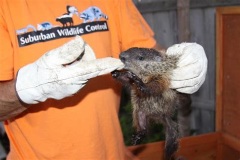 Groundhog Removal Photo Gallery 3 By Suburban Wildlife Control