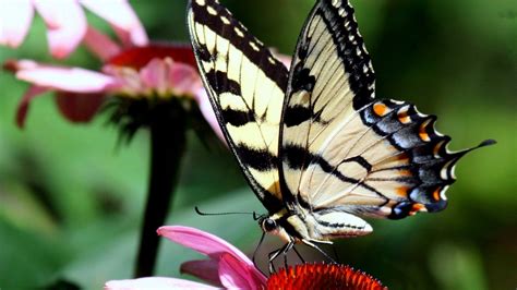 Nature Butterflies Wallpapers Hd Desktop And Mobile