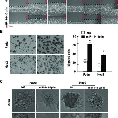 mir 144 3p inhibits cellular epithelial mesenchymal transition emt download scientific