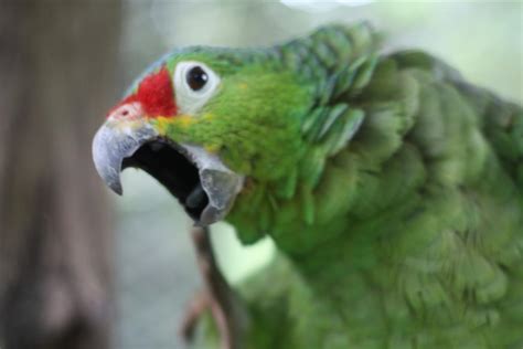 Parrot Costa Rica Uk