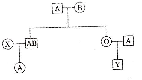 Study The Given Pedigree Chart Showing The Pattern Of Blood Group Inhe