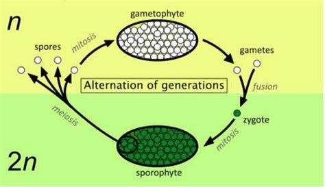 Alteration Of Generations Homosporous And Heterosporous Plants Diagram