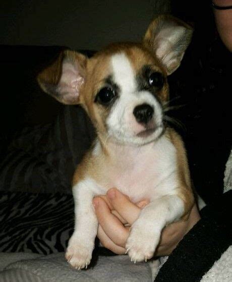 Jackahuahua Puppy For Sale In St Mellons Cardiff Gumtree