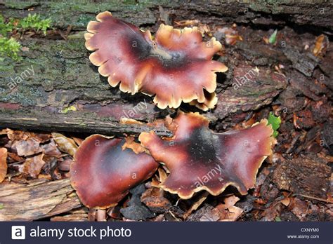 Black Footed Polypores Hi Res Stock Photography And Images Alamy