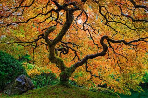 Enchanted Heart Portland Japanese Garden Japanese Maple Tree
