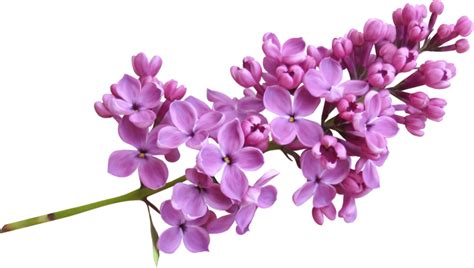Lilac Flower Transparent Background Png Png Arts