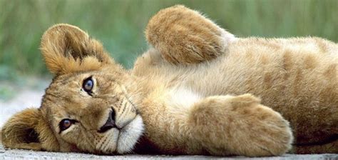 33 Cute Lion Cubs Wallpaper On Wallpapersafari
