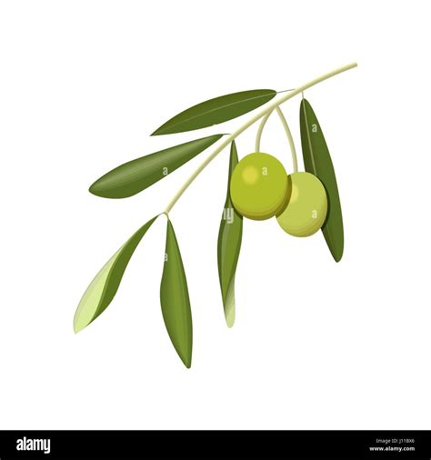 Italy Olives Oil Stock Vector Images Alamy