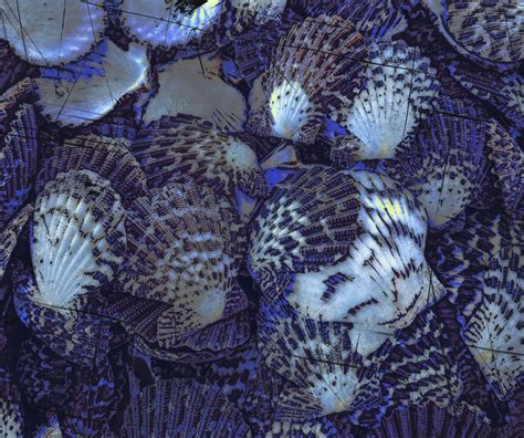 Blue Clam Shells Background Free Stock Photo Public Domain Pictures