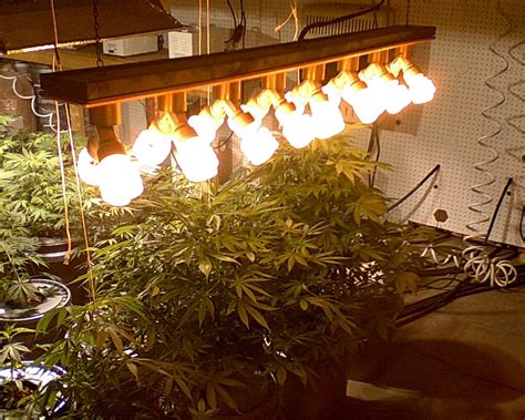 Cannabis Grow Room