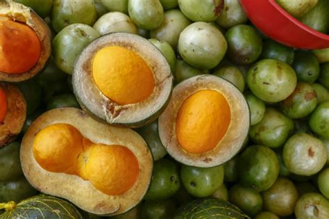 Pequi saiba mais sobre a fruta típica do Cerrado brasileiro Cozinha