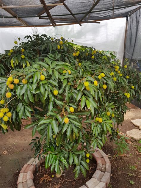 Remember lychee trees can become very large if not pruned to contain their size. Forum: Lychee Tree