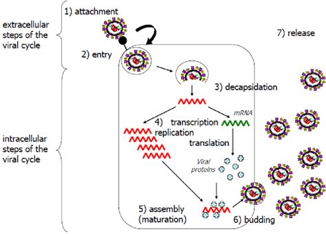 Simplified Diagram Of The Viral Life Cycle Extracellular 1 2 And 7