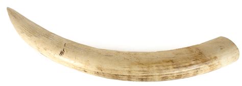 A Large Old Elephant Ivory Tusk April Art And Antiques Auction
